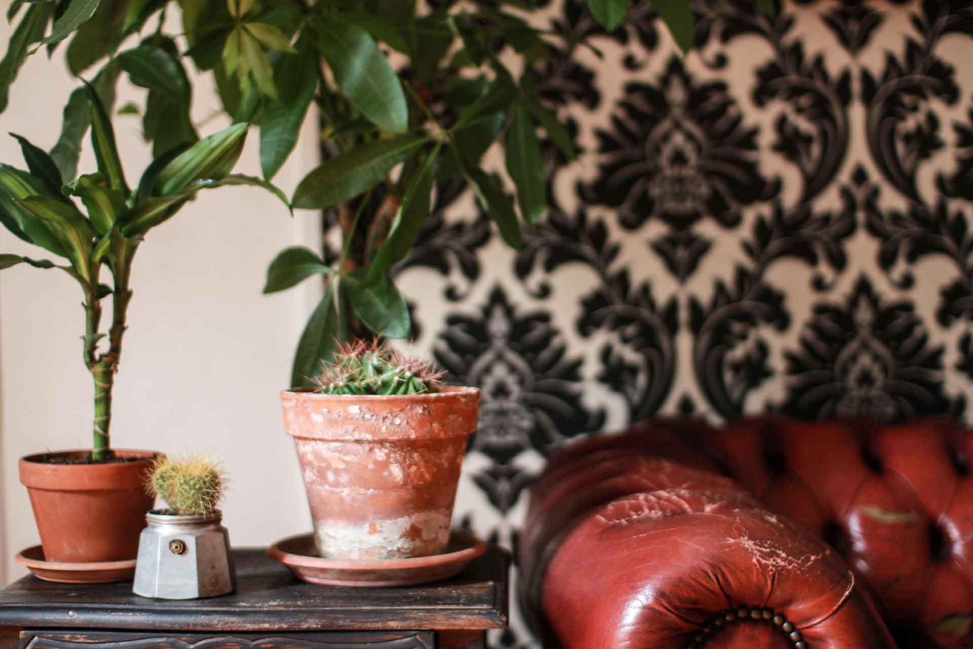 The living room at Together: damask wallpaper, plants, cacti and a red leather chesterfield.